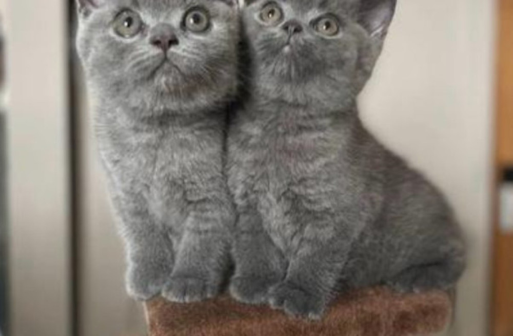 gorgeous-british-short-hair-kittens-available-here-big-0