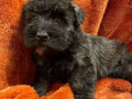 scottish-terrier-puppies-for-sale-small-0