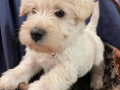 scottish-terrier-puppies-for-sale-small-1