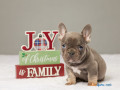 find-your-perfect-french-bulldog-puppy-at-pure-french-bulldog-small-0