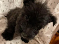 best-scottish-terrier-puppies-for-sale-small-0