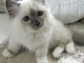 excellent-ragdoll-kitten-alfie-small-0