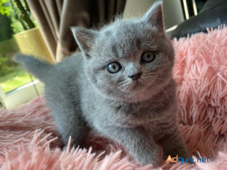 Nice British Shorthair Bella.