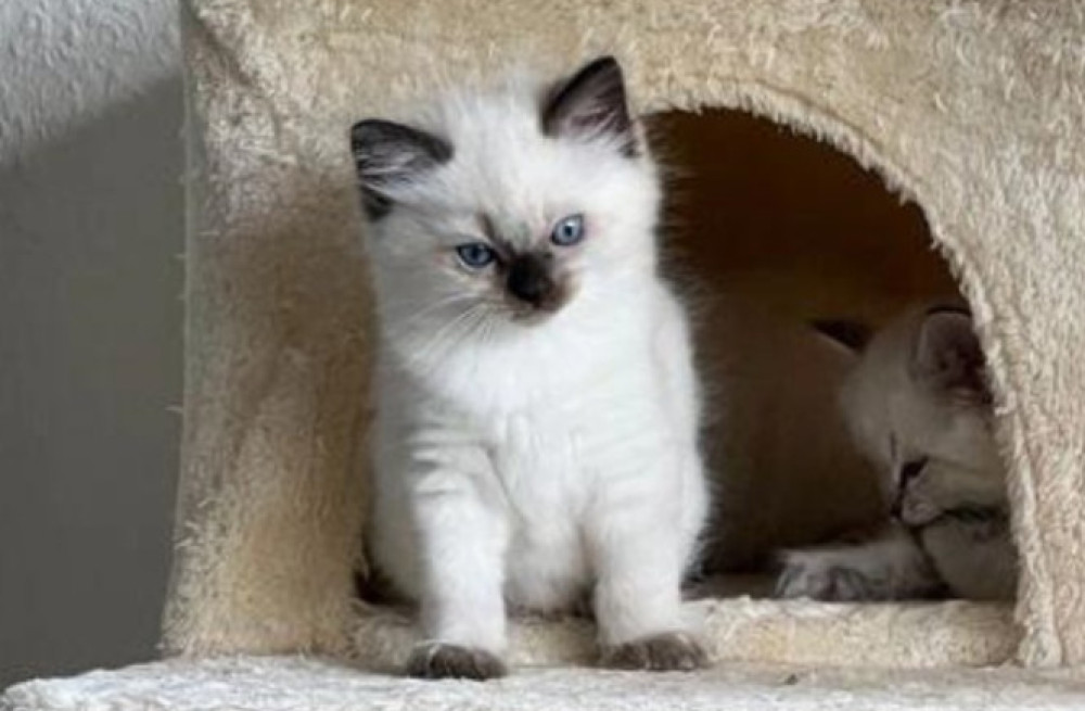 cute-ragdoll-kitten-bobby-big-0