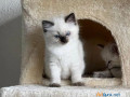 cute-ragdoll-kitten-bobby-small-0