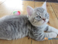 american-shorthair-daisy-small-0