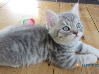 American Shorthair Daisy.