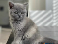 nice-british-shorthair-felix-small-0