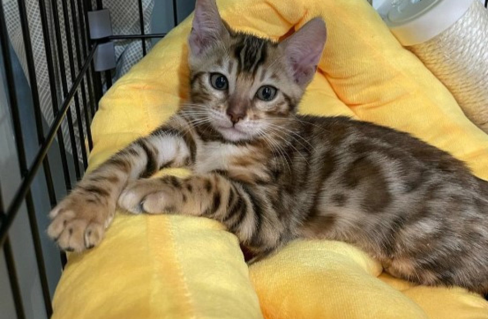 perfect-bengal-kitten-felix-big-0