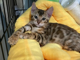 Perfect Bengal Kitten Felix.