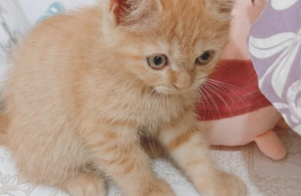 best-british-shorthair-fuzzy-big-0