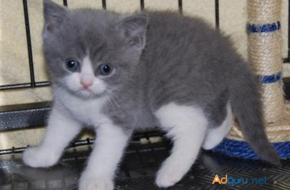 beautiful-british-shorthair-hana-big-0