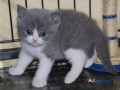 beautiful-british-shorthair-hana-small-0