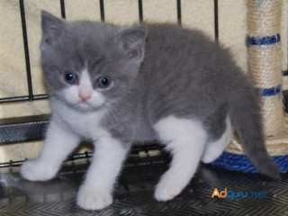 Beautiful British Shorthair Hana.