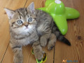 beautiful-bengal-kitten-jello-small-0