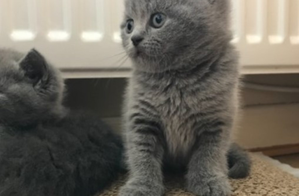 beautiful-british-shorthair-jelly-big-0