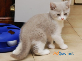 Cute British Shorthair Lucy.