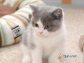 fantastic-british-shorthair-mario-small-0