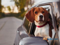 dog-friendly-cab-in-fort-william-your-pets-comfort-is-our-priority-small-0