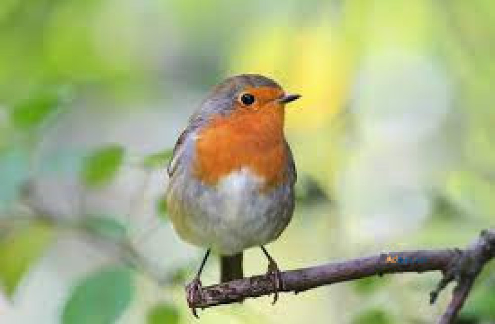 discover-the-beauty-of-british-garden-birds-in-the-uk-big-0