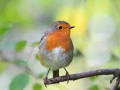 discover-the-beauty-of-british-garden-birds-in-the-uk-small-0