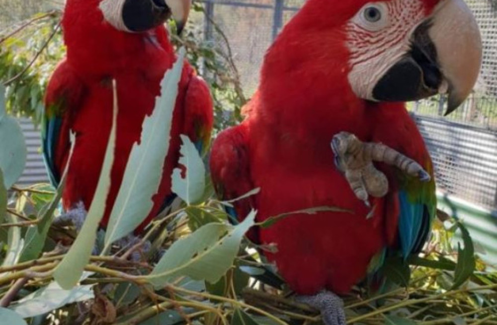 lovely-scarlet-macaws-for-sale-big-0