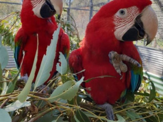 Lovely Scarlet Macaws for Sale=