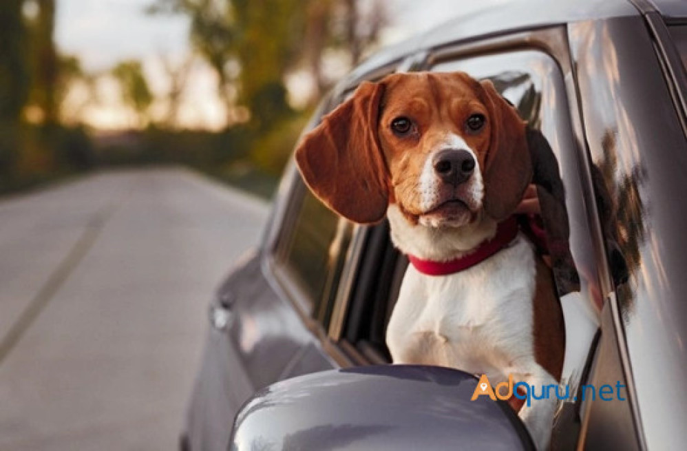 fort-william-dog-friendly-cab-a-comfortable-ride-for-you-and-your-pet-big-0