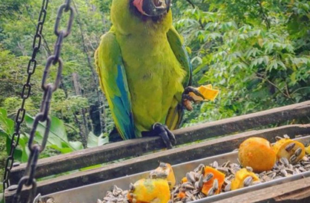 buffongreat-green-macaw-for-sale-big-0