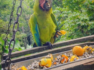 Buffon/Great Green Macaw for Sale.