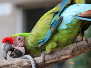 Playful Military Macaws for Sale.