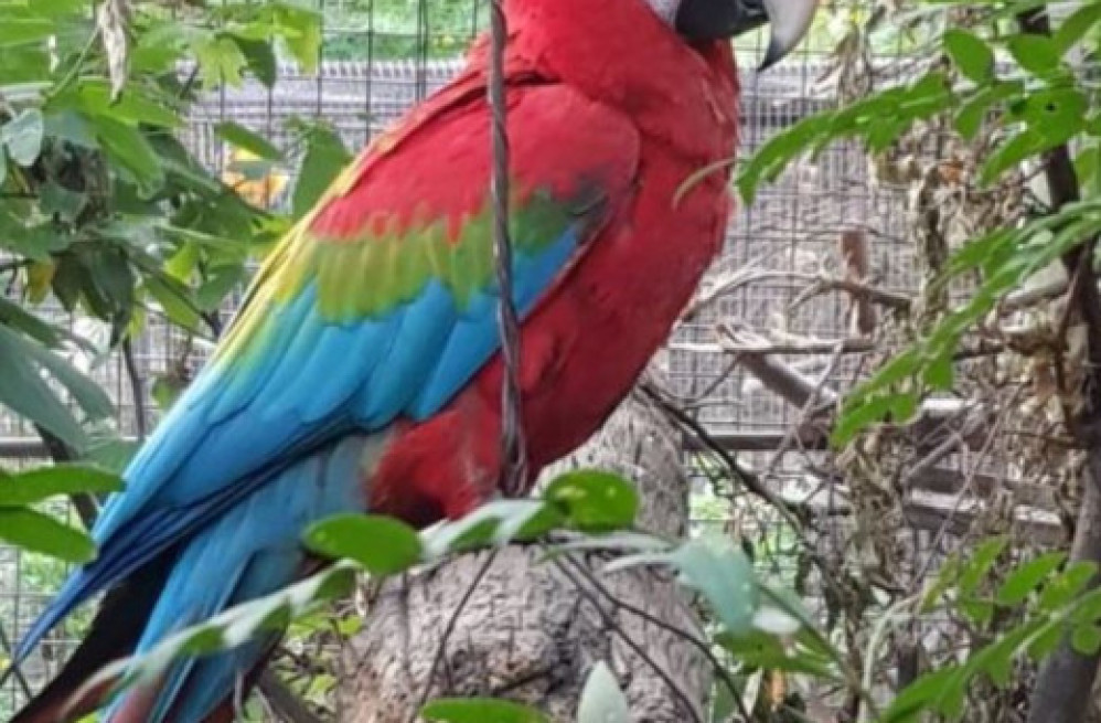 green-wingred-and-green-macaws-for-sale-big-0