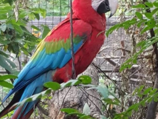 Green-Wing(Red and Green) Macaws for Sale.