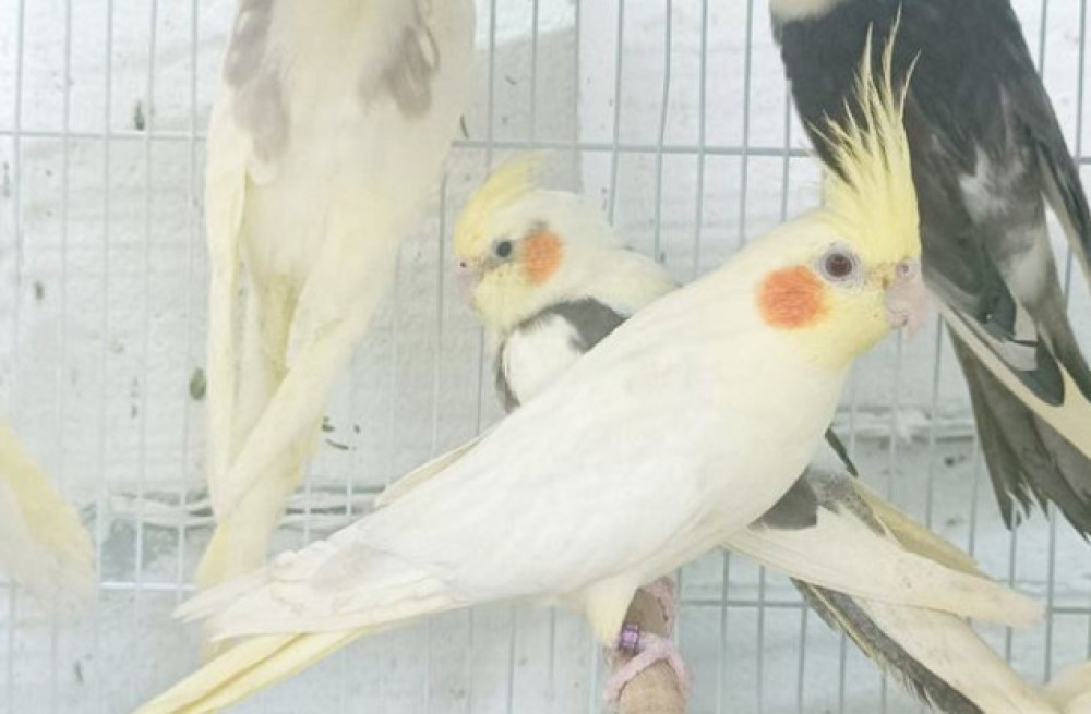 buy-cockatiel-yellow-big-0