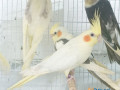 buy-cockatiel-yellow-small-0