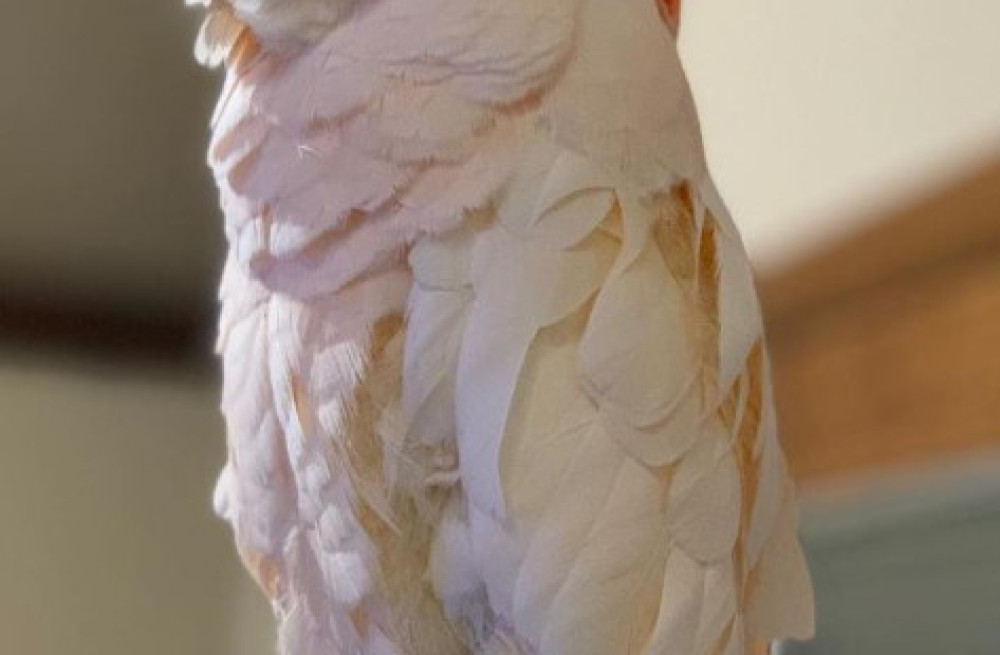 moluccan-cockatoosalman-crested-cockatoos-for-sale-big-0