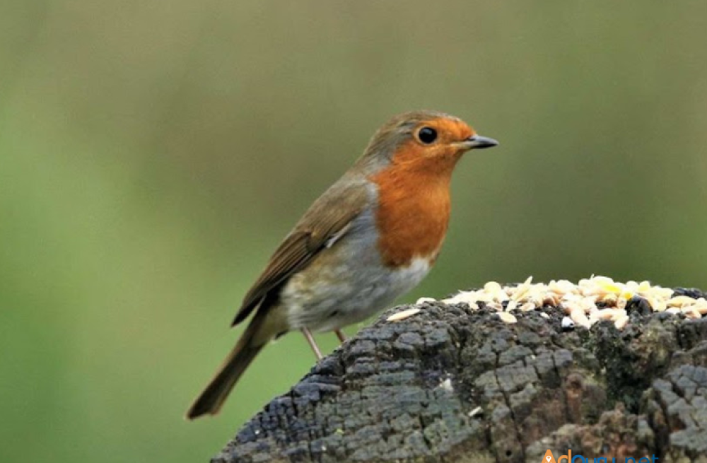 delight-in-nature-garden-birds-uk-big-0