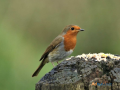 delight-in-nature-garden-birds-uk-small-0