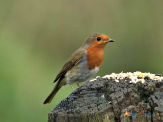 Delight in Nature: Garden Birds UK