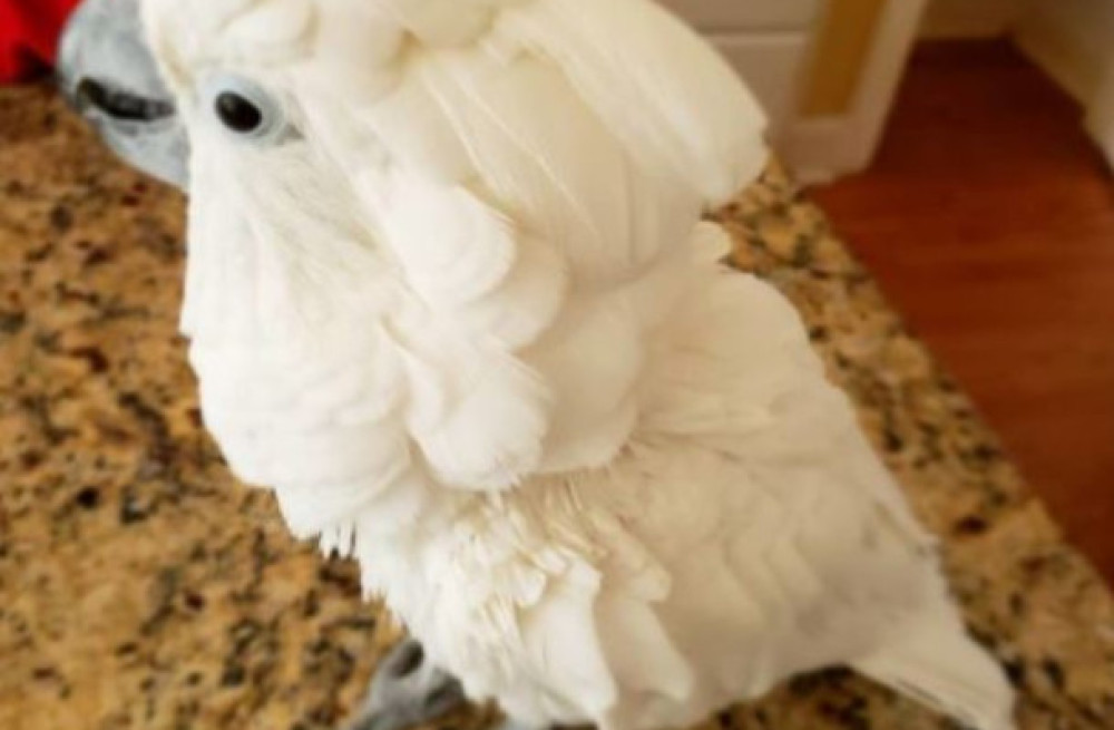 bare-eyed-cockatoo-little-corella-cockatoo-for-sale-big-0