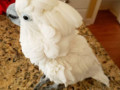 bare-eyed-cockatoo-little-corella-cockatoo-for-sale-small-0