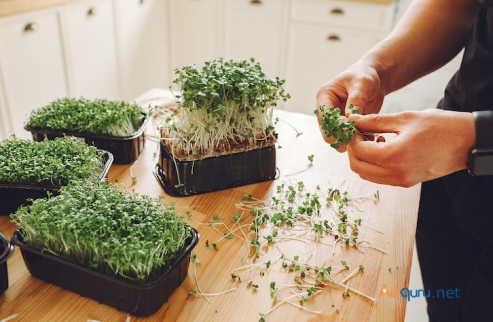 get-fresh-nutritious-microgreens-with-our-home-growing-kits-big-0