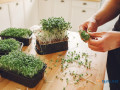 get-fresh-nutritious-microgreens-with-our-home-growing-kits-small-0