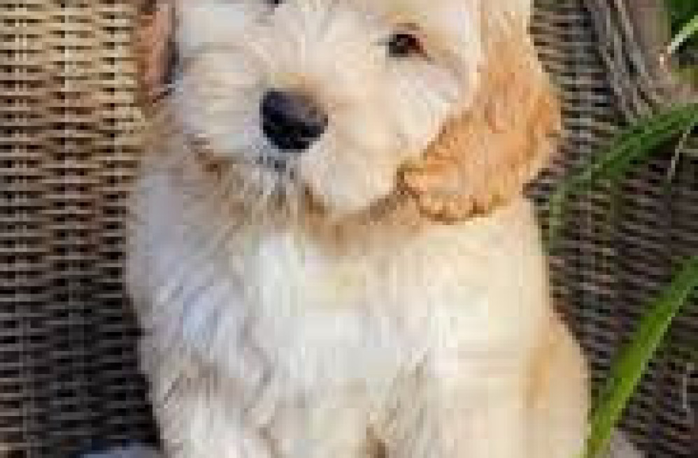 labradoodle-puppies-price-in-nagpur-big-0