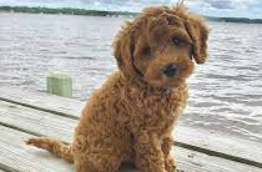 labradoodle-puppies-price-in-nagpur-big-1