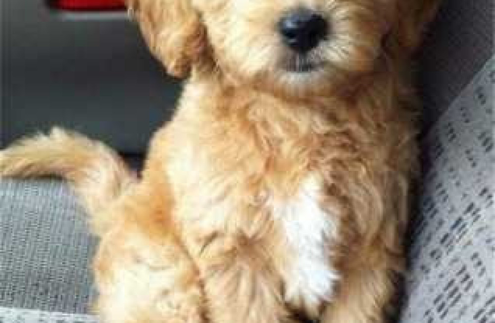 labradoodle-puppies-price-in-nagpur-big-2