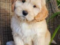 labradoodle-puppies-price-in-nagpur-small-0