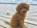 labradoodle-puppies-price-in-nagpur-small-1