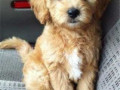 labradoodle-puppies-price-in-nagpur-small-2