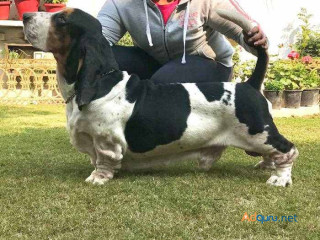 Best Place to Buy Basset Hound in Nagpur